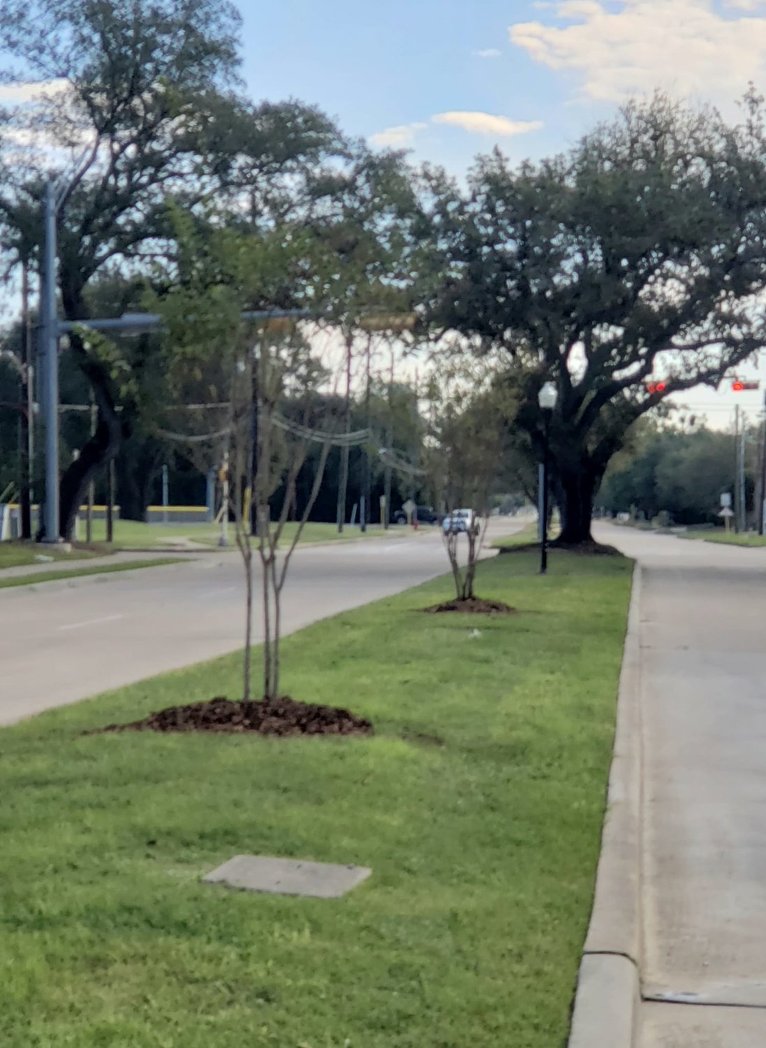 Keep Katy Beautiful last month planted 20 trees along Franz Road as part of the Franz Road Beautification Project.
